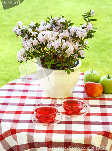 Image of Tea served in the garden
