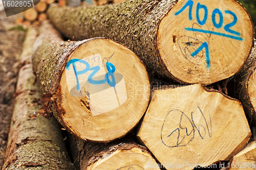 Image of timber wood