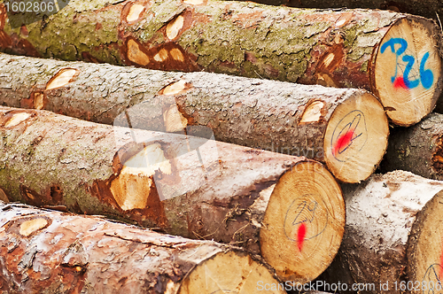 Image of timber wood