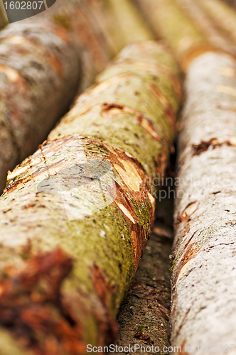 Image of timber wood
