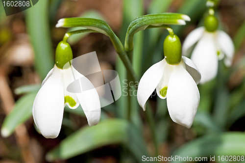 Image of snowdrop, Galanthus nivalis