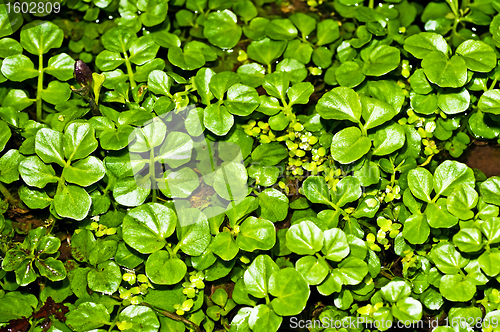 Image of water cress, Nasturtium officinale