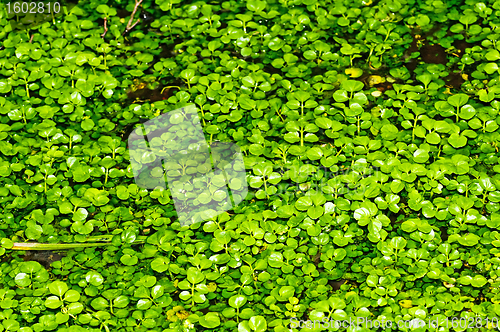 Image of water cress, Nasturtium officinale