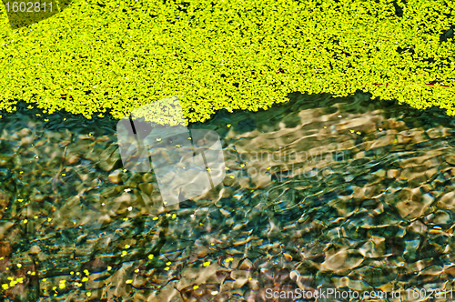 Image of common duckweed, Lemna minor