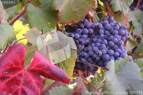 Image of Ripe Grapes