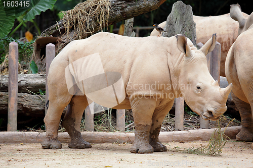 Image of rhino