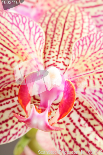 Image of orchid flower