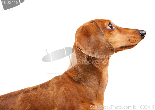 Image of short haired Dachshund Dog