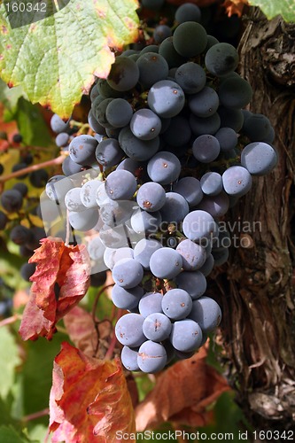 Image of Ripe Grapes