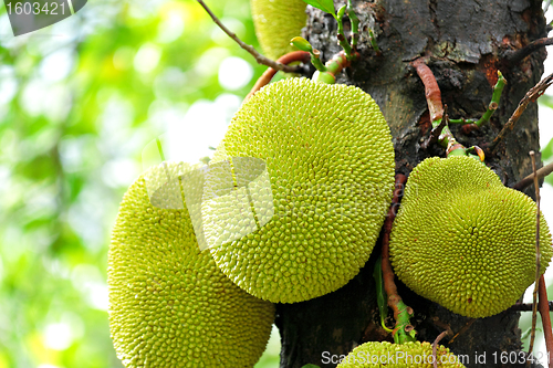 Image of jack fruits