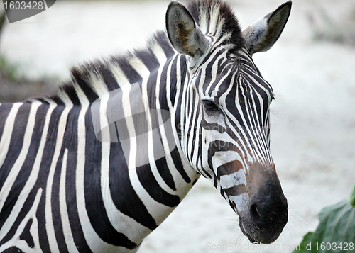 Image of zebra