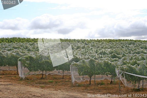 Image of Netted Vine Rows