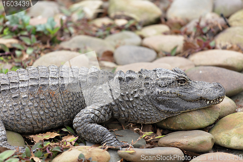 Image of crocodile