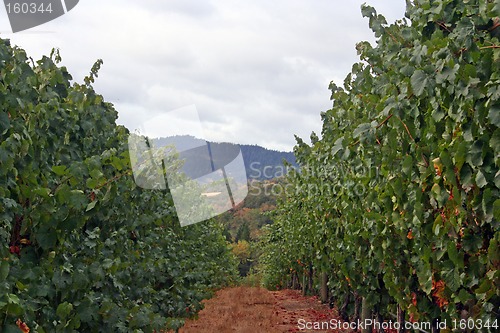 Image of Oregon Vineyard
