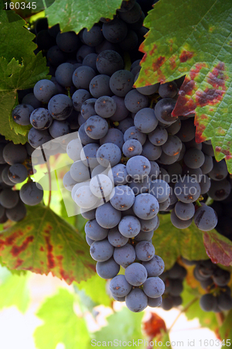 Image of Ripening Wine Grapes