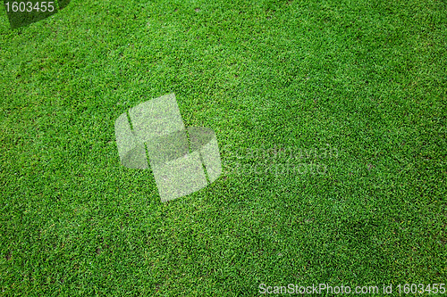 Image of Field of fresh grass