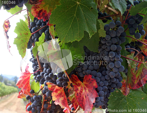 Image of Ripe Wine Grapes