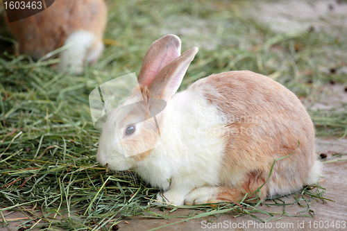 Image of rabbit