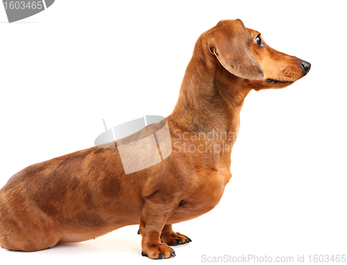 Image of dachshund dog