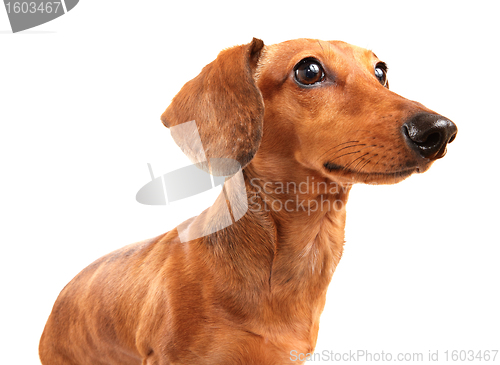 Image of dachshund dog