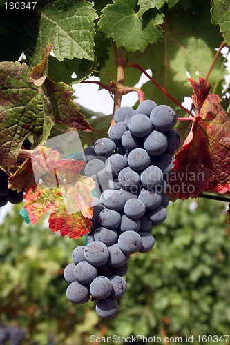 Image of Ripe Wine Grapes