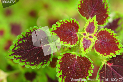 Image of leaves 