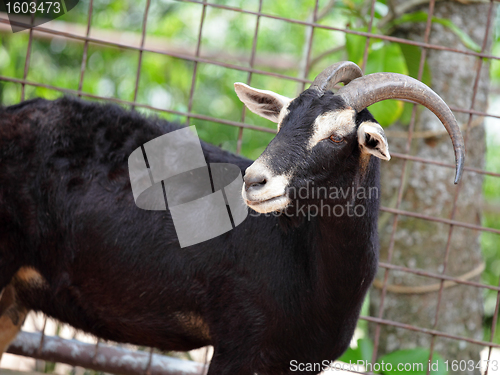 Image of goat in farm