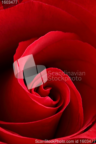 Image of red rose