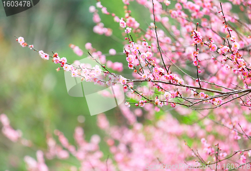 Image of plum flower blossom