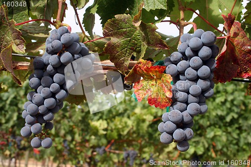 Image of Ripe Wine Grapes