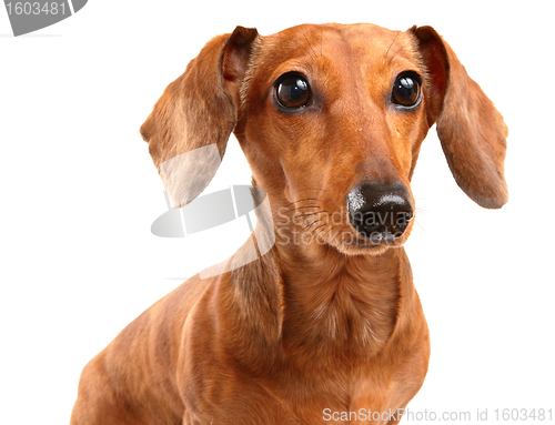 Image of Dachshund Dog