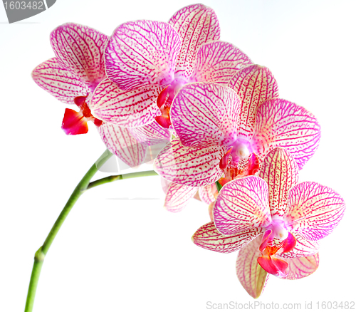 Image of orchid flower