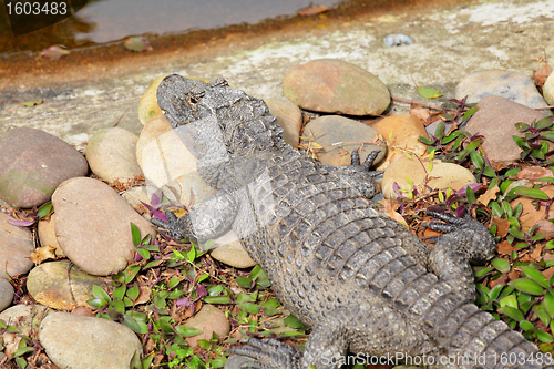 Image of crocodile