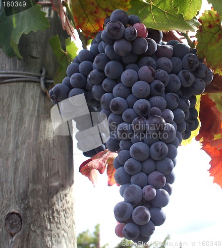 Image of Ripe Wine Grapes