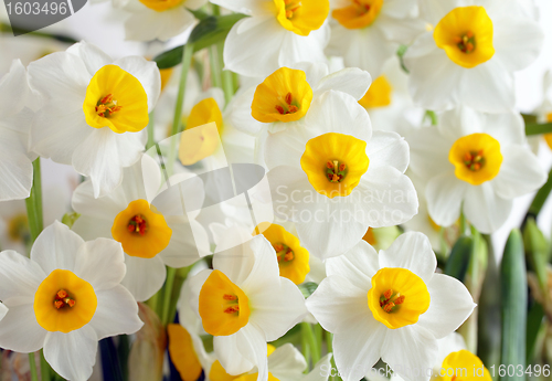 Image of narcissus flower