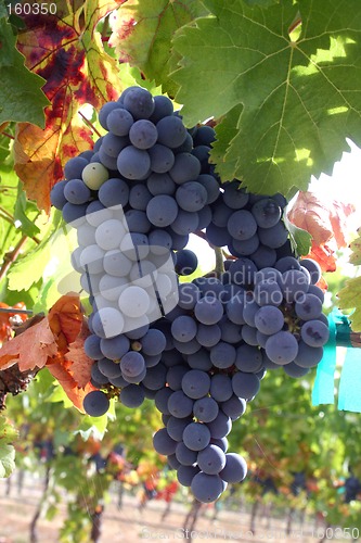 Image of Ripe Wine Grapes