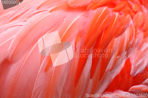 Image of Flamingo Feathers