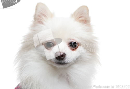 Image of white pomeranian dog