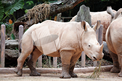 Image of rhino