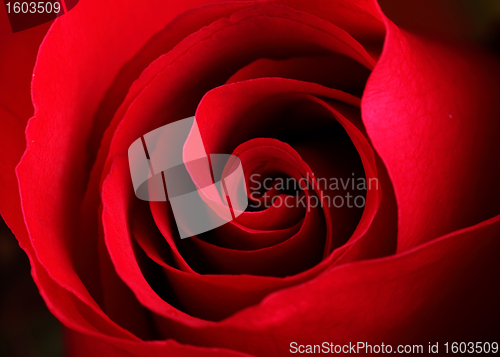 Image of rose