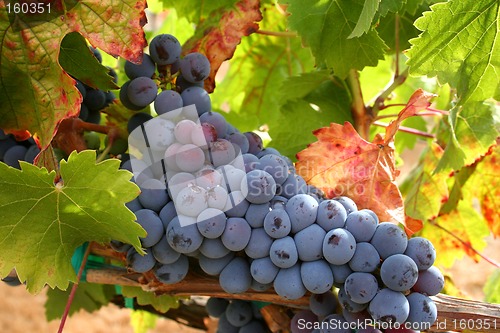 Image of Ripe Wine Grapes