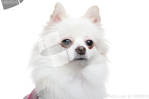 Image of white pomeranian dog