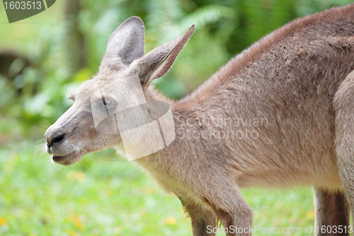 Image of grey kangaroo