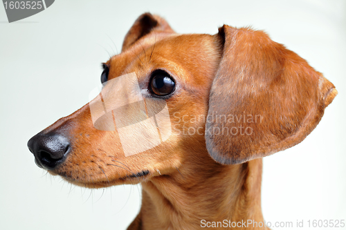 Image of Dachshund Dog