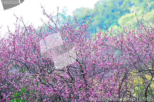 Image of plum flower