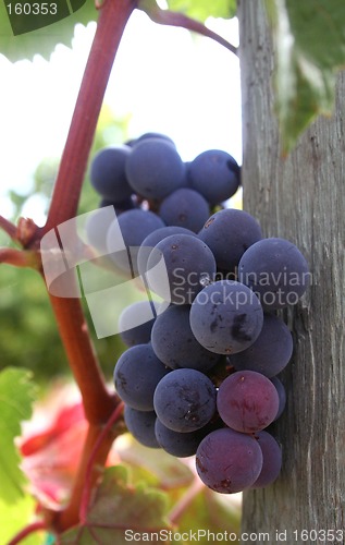 Image of Ripe Grape Cluster