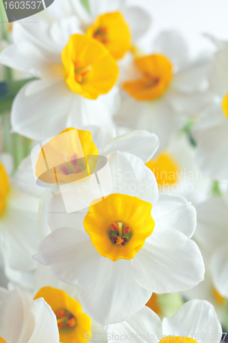 Image of narcissus flowers