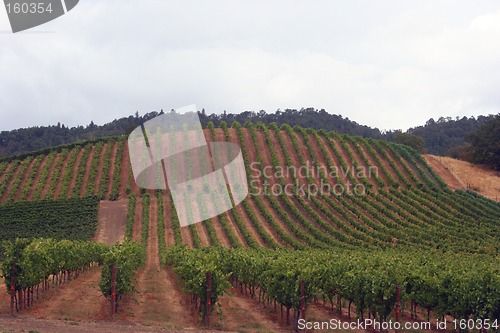 Image of Straight Vine Rows