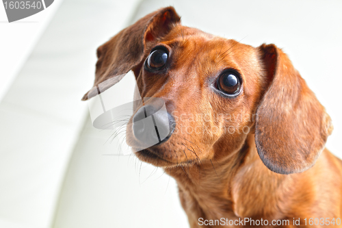 Image of dachshund dog