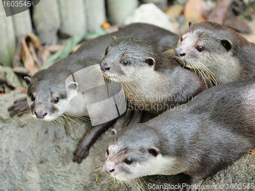 Image of Oriental Short-Clawed Otters